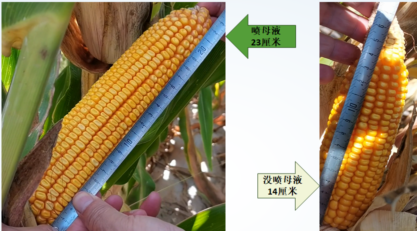 NB型 植物母液_第1张